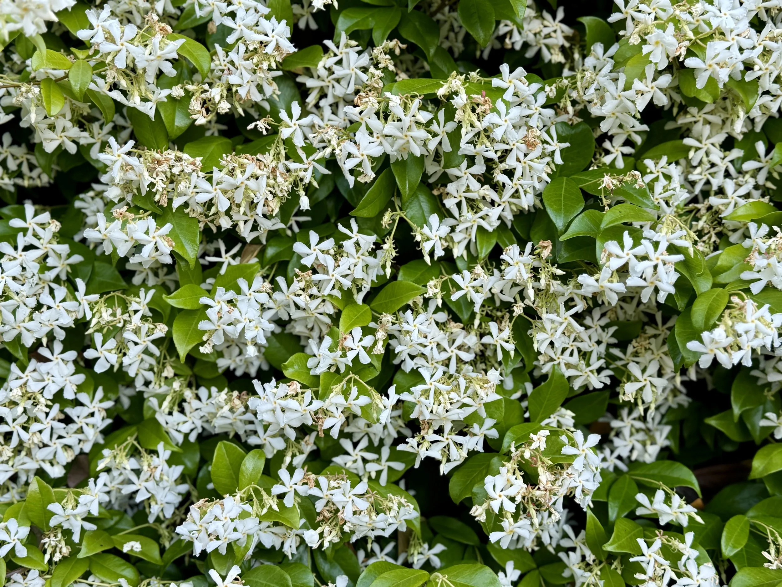 Flowers-Dean-Galea.jpeg