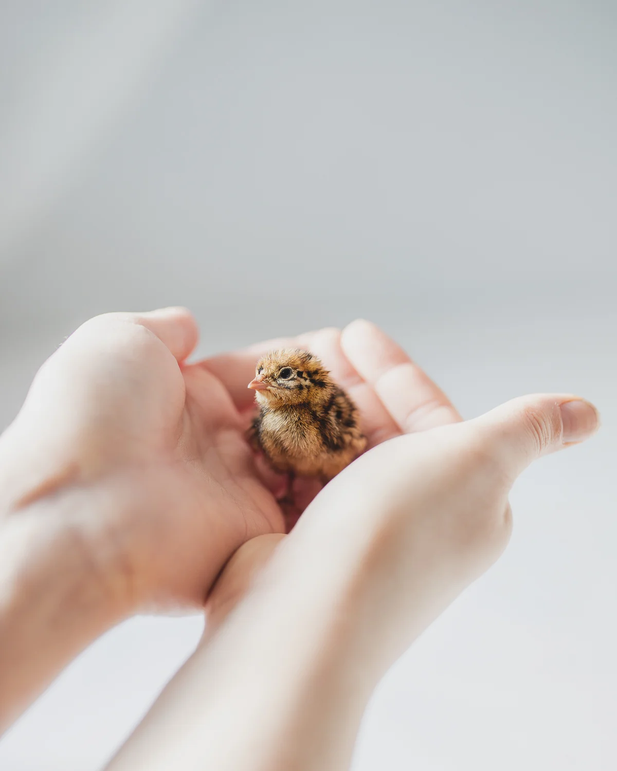 babyquail.jpg