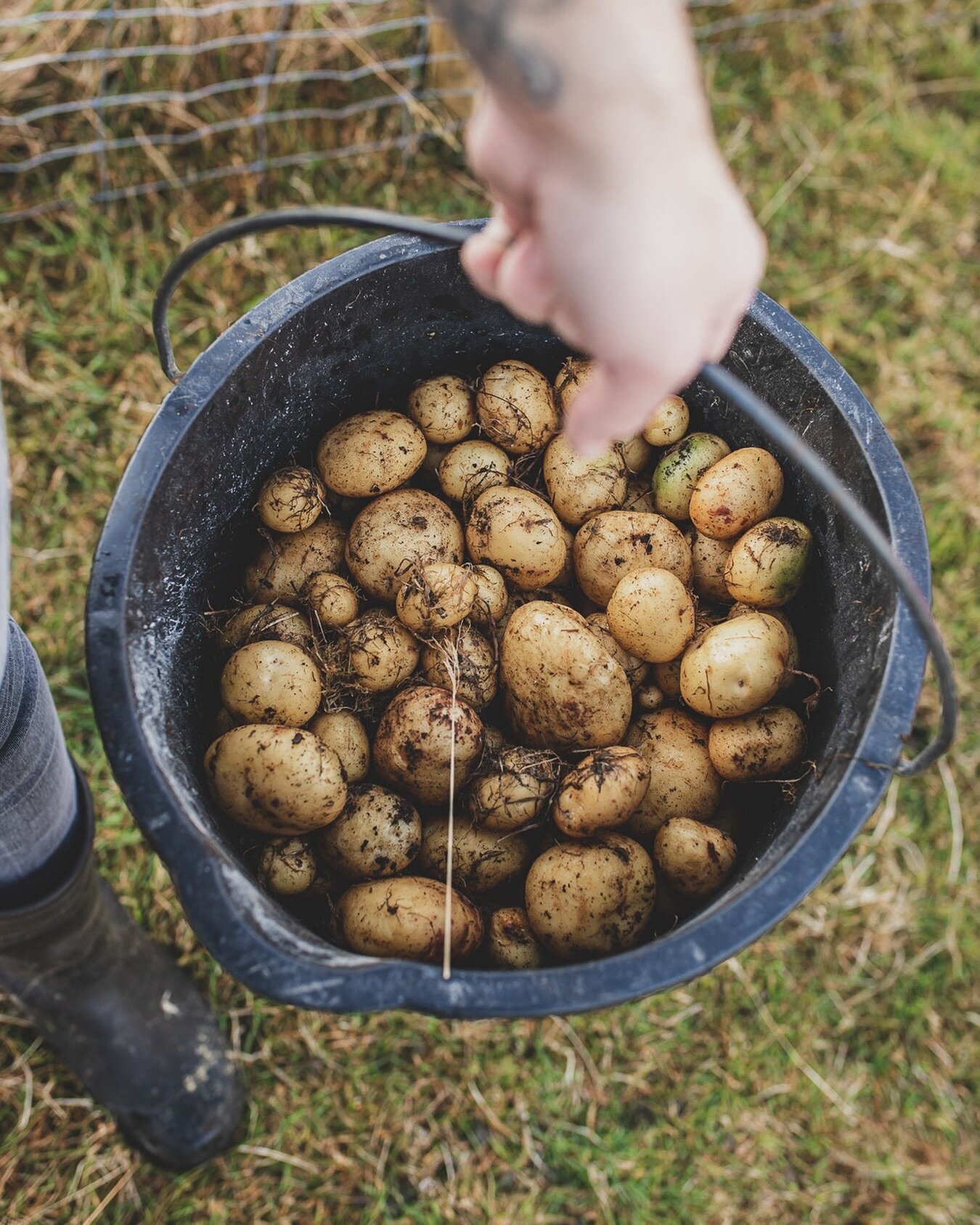 Did you know we grow our own potatoes here on the farm ? For our own use, our &ldquo;Heimabl&iacute;dni&rdquo; dinners for guest and for you if you are staying at our airbnb ✨
.
It&rsquo;s time to plant some potatoes again in about two mounts - would