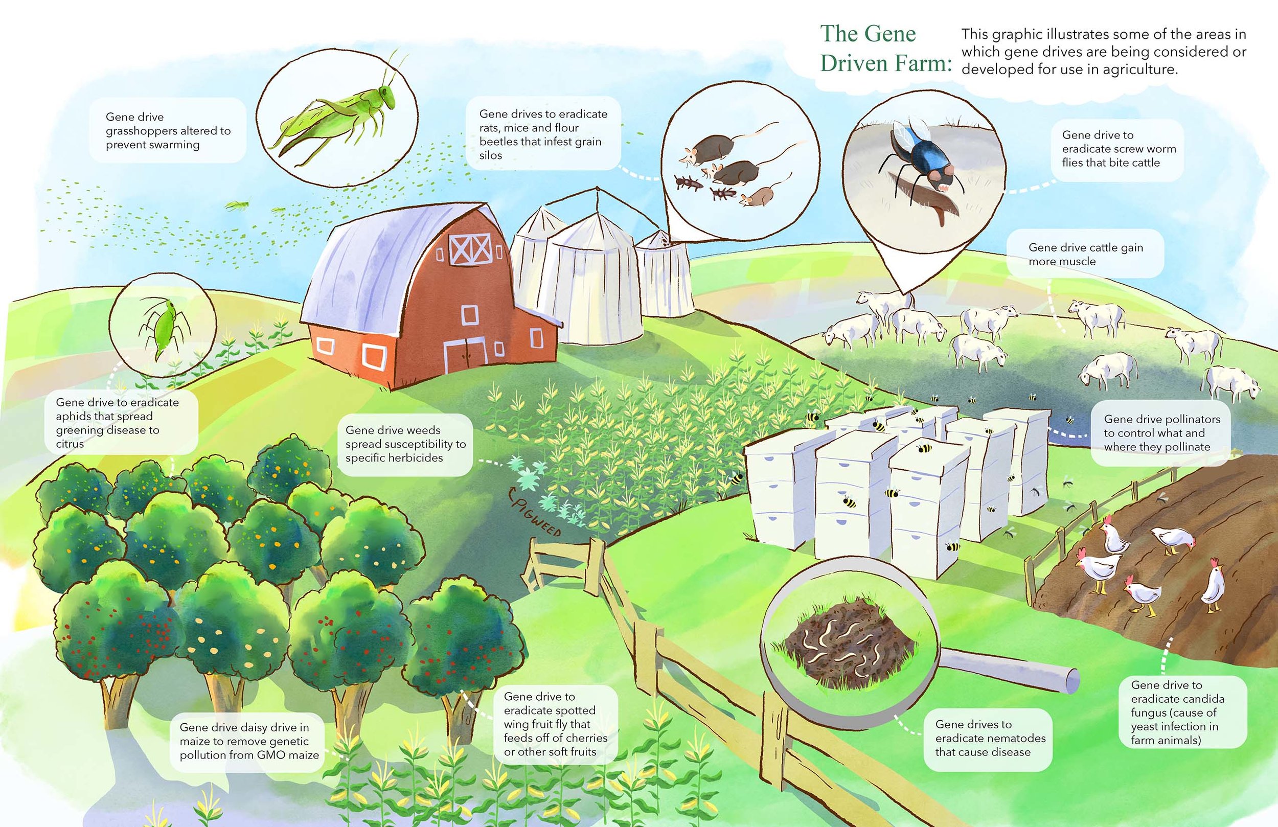 ETC Group - Gene Drive Infographic