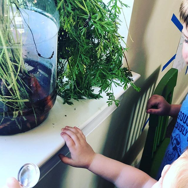 Can you see what they see? #letthemplay #myworkisplay #naturewithkids #theveryhungrycaterpillar #explorations #creativeclubhouse