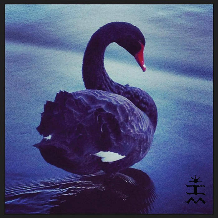 swan.jpg