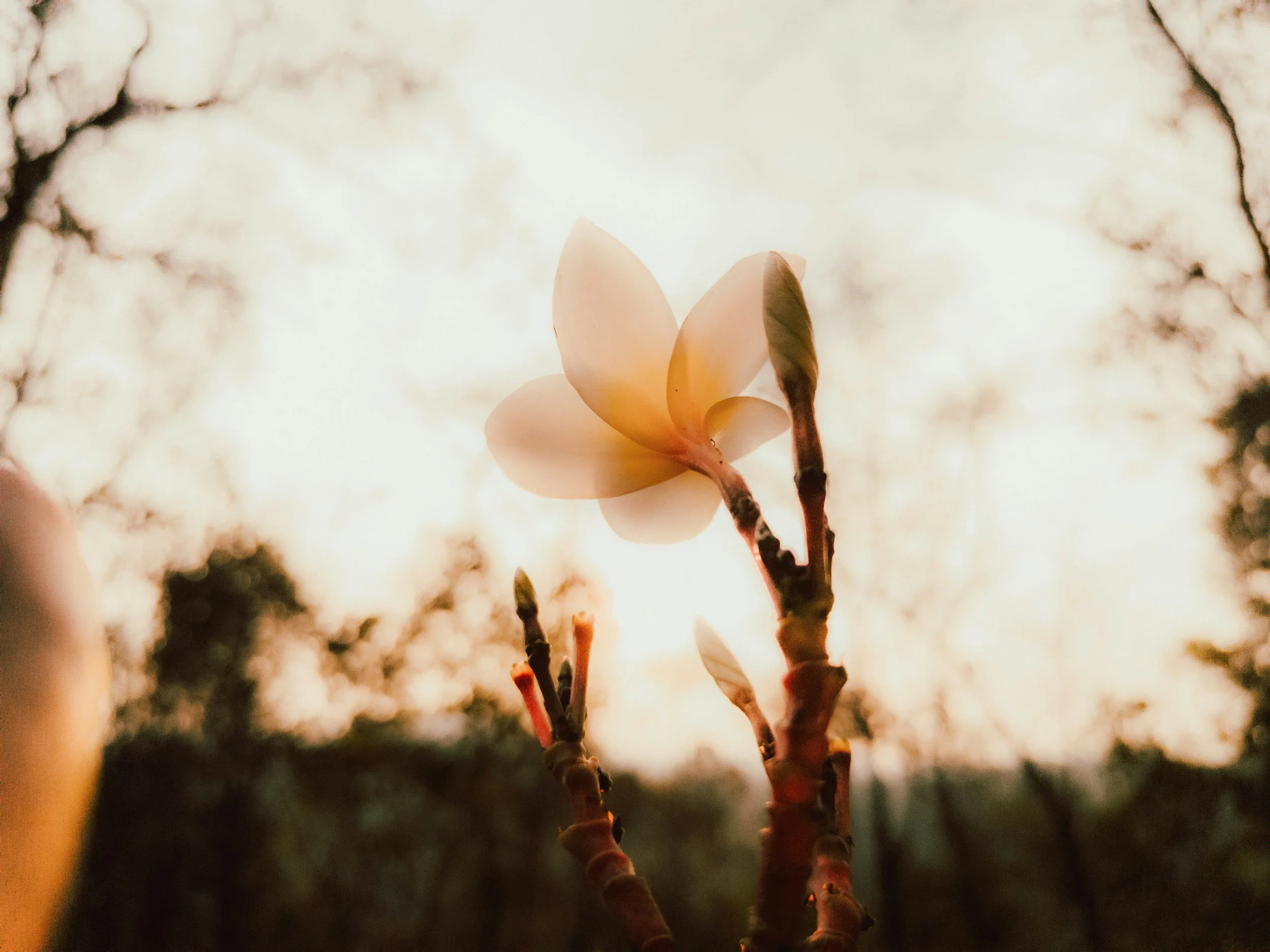 Supreme Court Decision