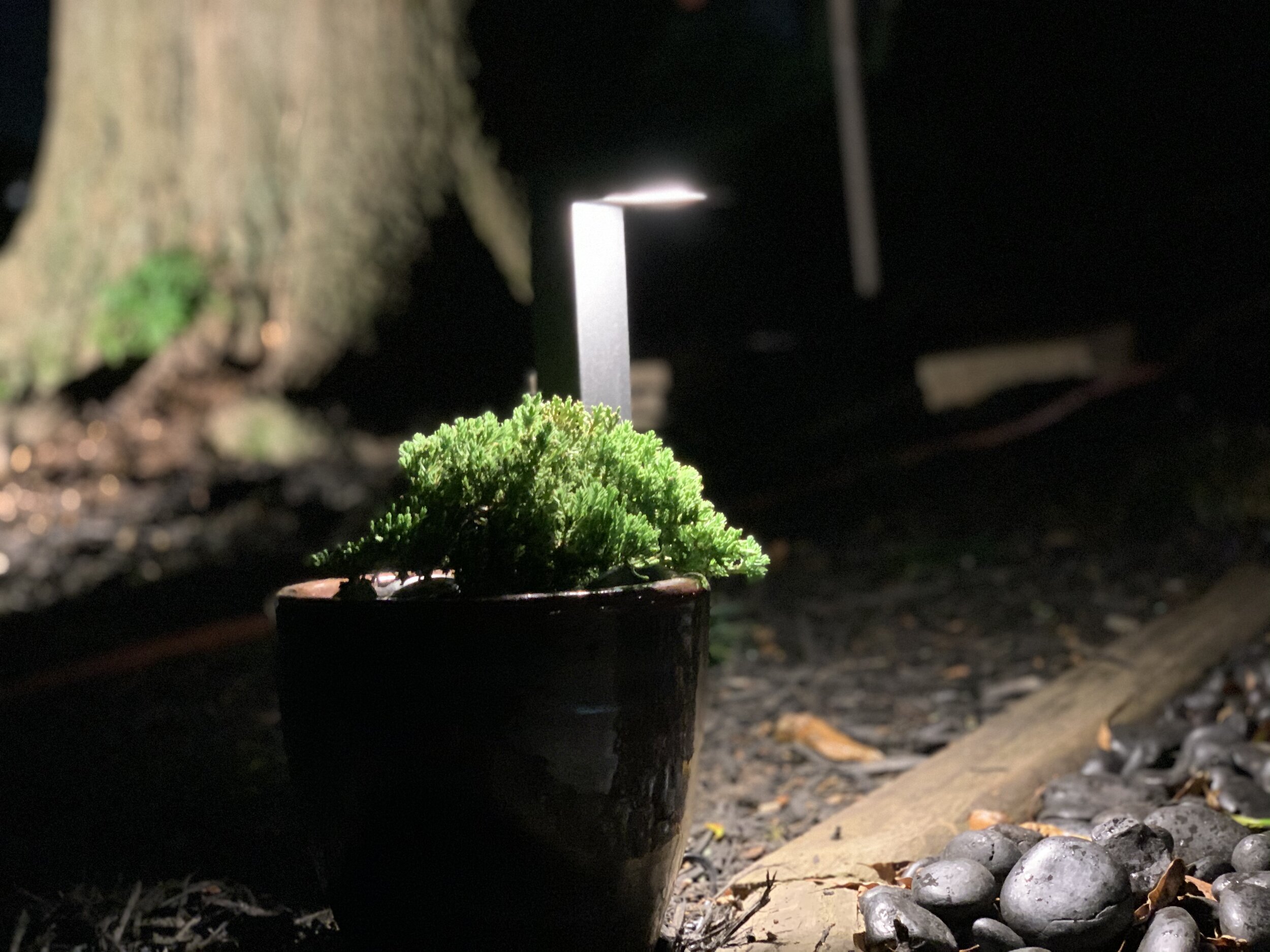 Juniper in Pot.jpeg