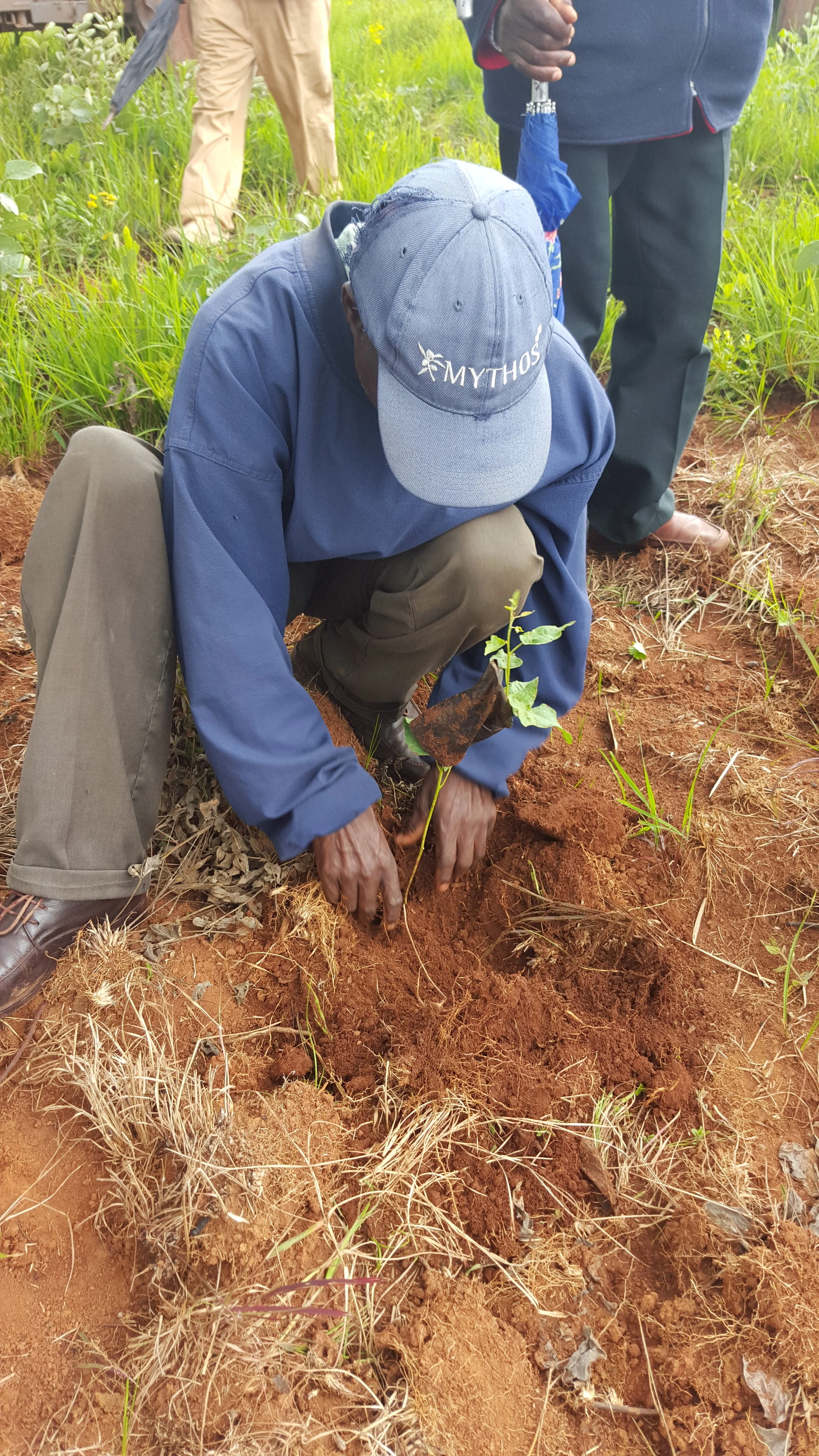 Planting the seedling in the field