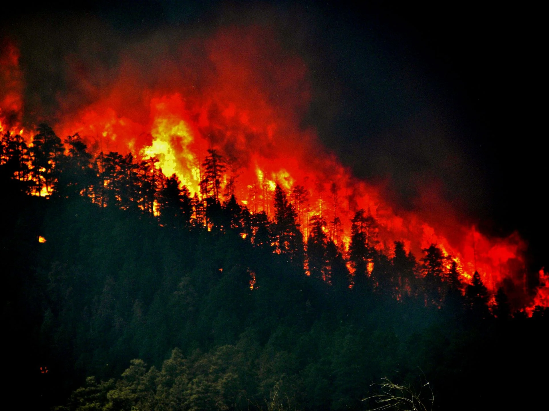 Trees torching at the High Park Wildfire on the Arapaho and Roosevelt National Forests and Pawnee National Grassland on Thursday, June 17, 2012. (Photo credit: US Dept. of Agriculture)