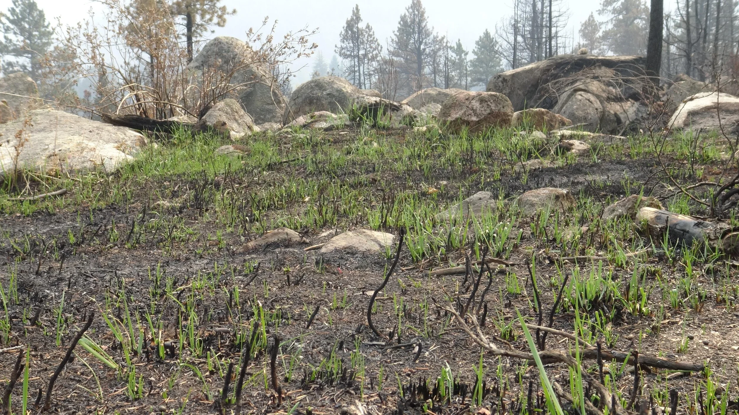The Cameron Peak Fire: CPRW's Role in the Recovery