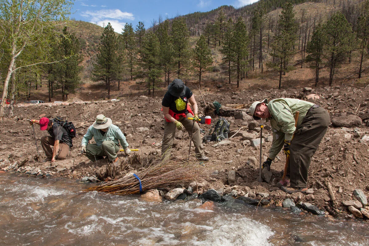 Volunteers Needed for Willow Harvesting -  Thursday, May 27th