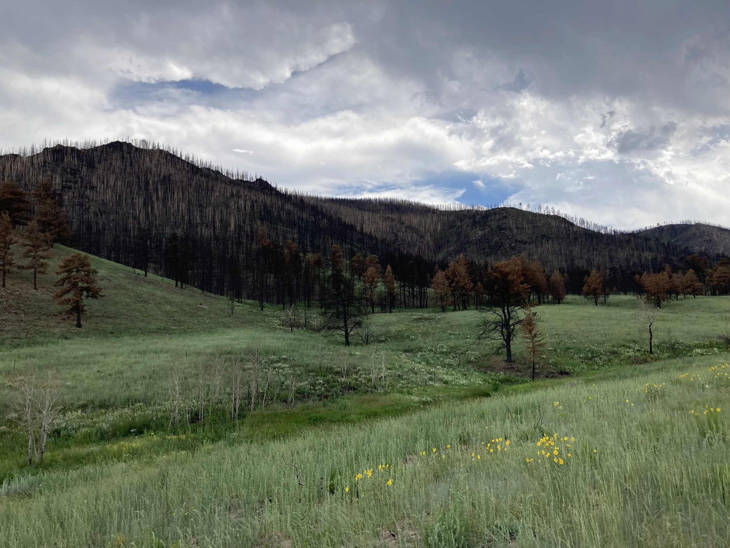 Cameron Peak One Year Later: Finding Inspiration in a Post-Fire Landscape
