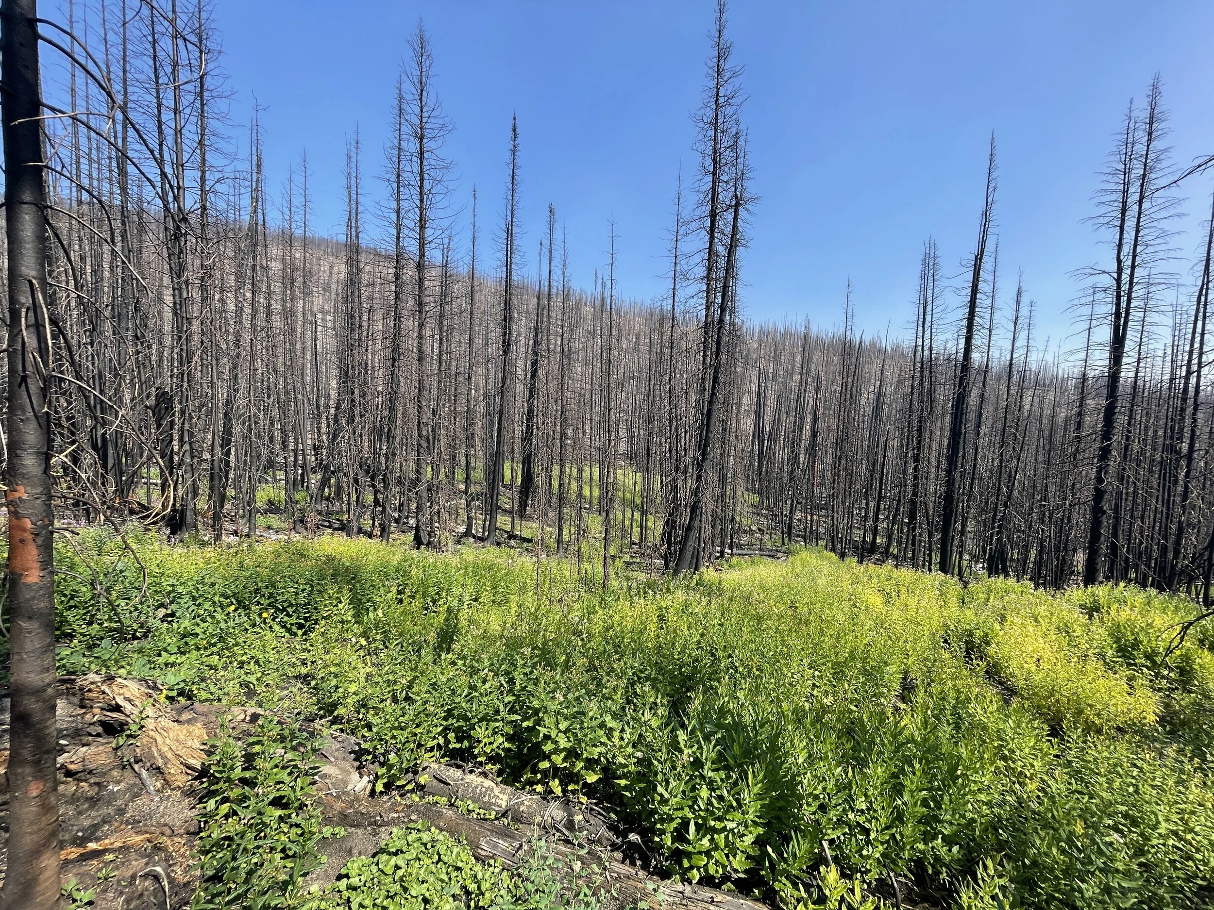 Life After Flames: The Flipside of Wildfire