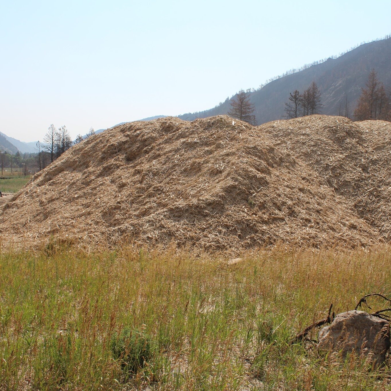 mulch pile_Greeley.jpeg