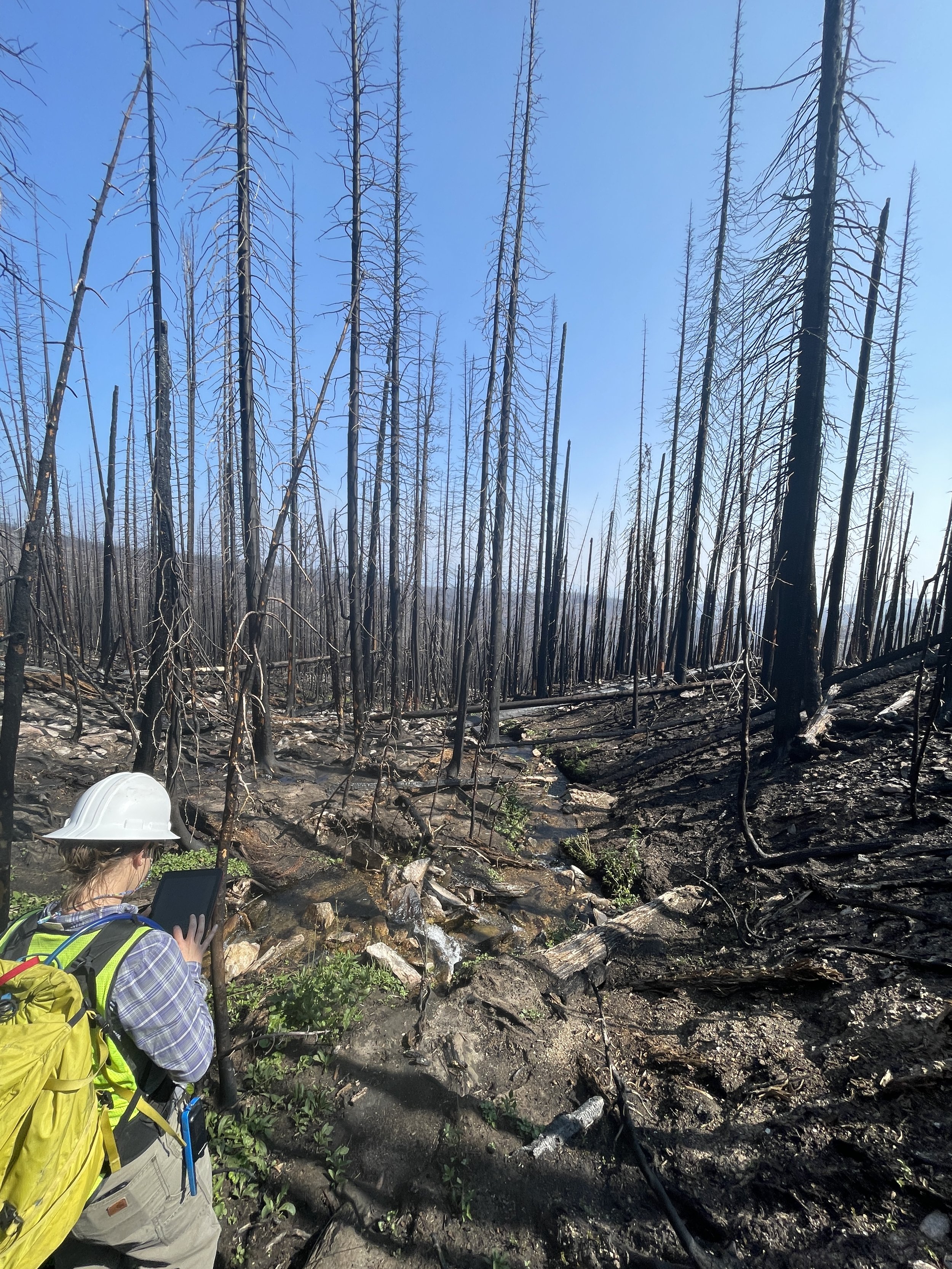 Job Opening: Post-Fire Restoration Intern