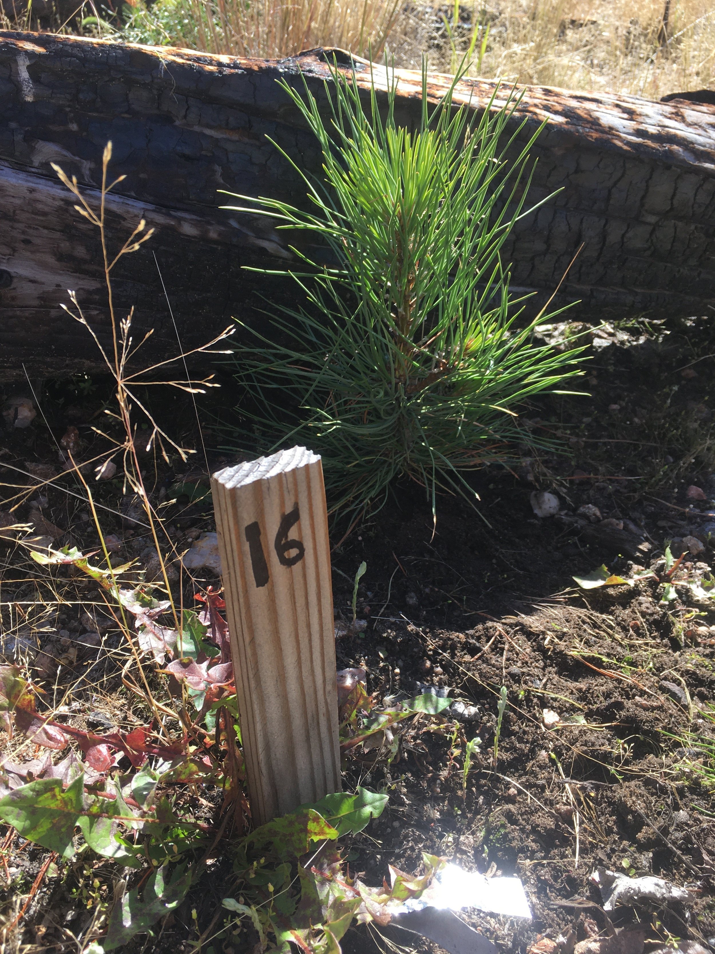 Guest Blog: High rate of seedling survival exceeds expectations