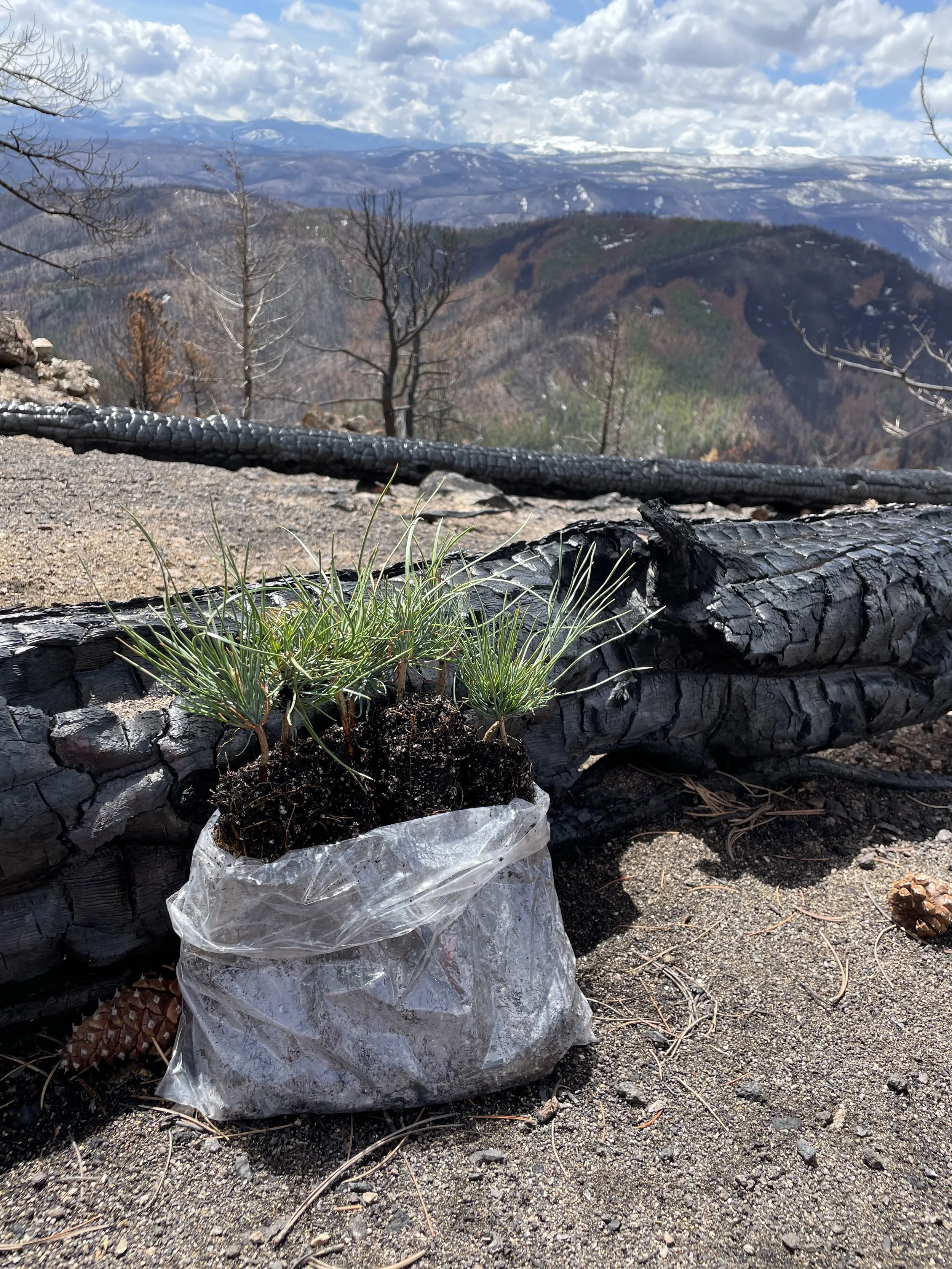 Volunteer Tree Planting in the Poudre Watershed