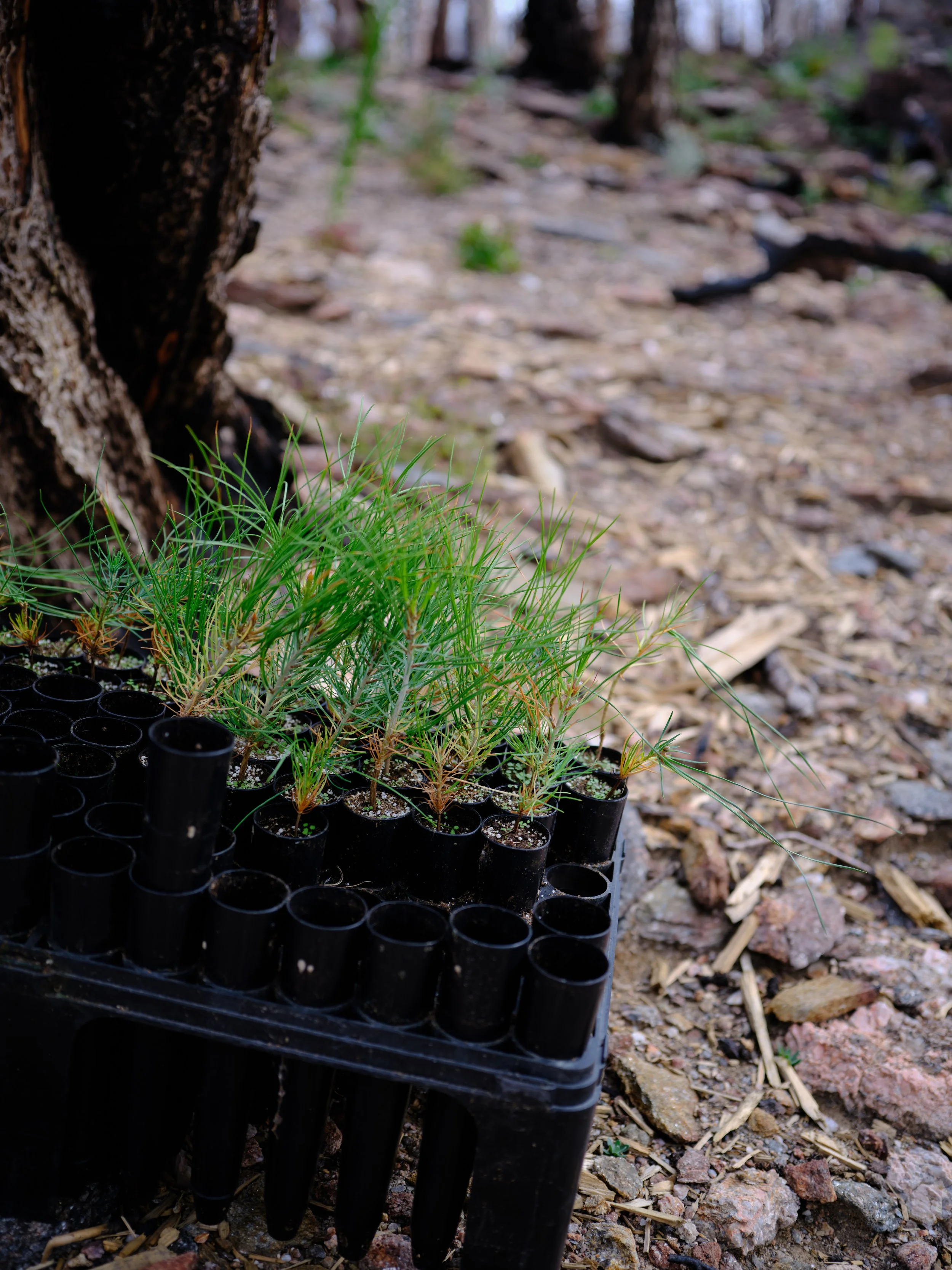 Replanting Burn Areas: 6 FAQs About Reforestation in the Poudre River Watershed