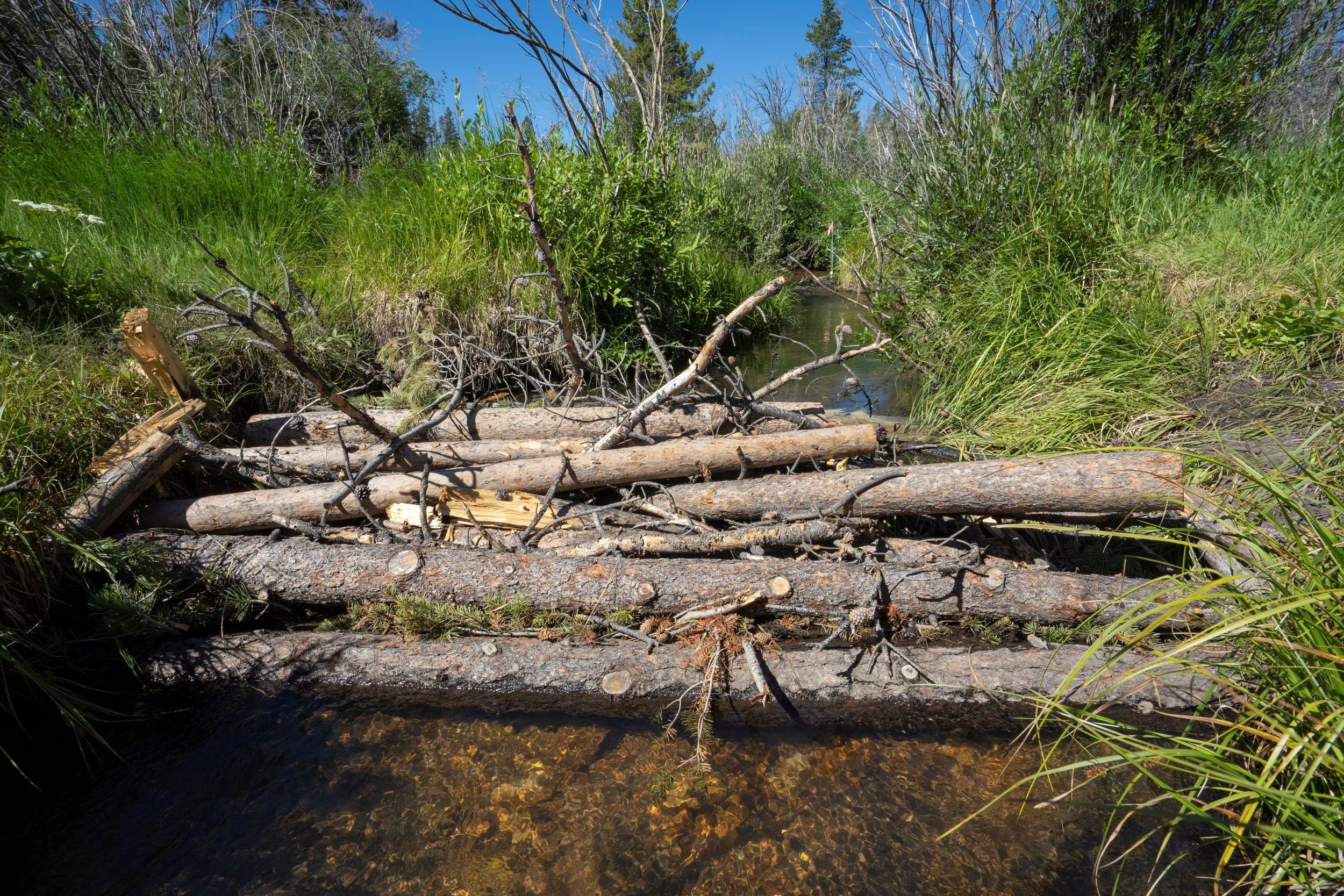 Lower-Elkhorn_250728_0005_FullRes_Evan-Barrientos.JPG
