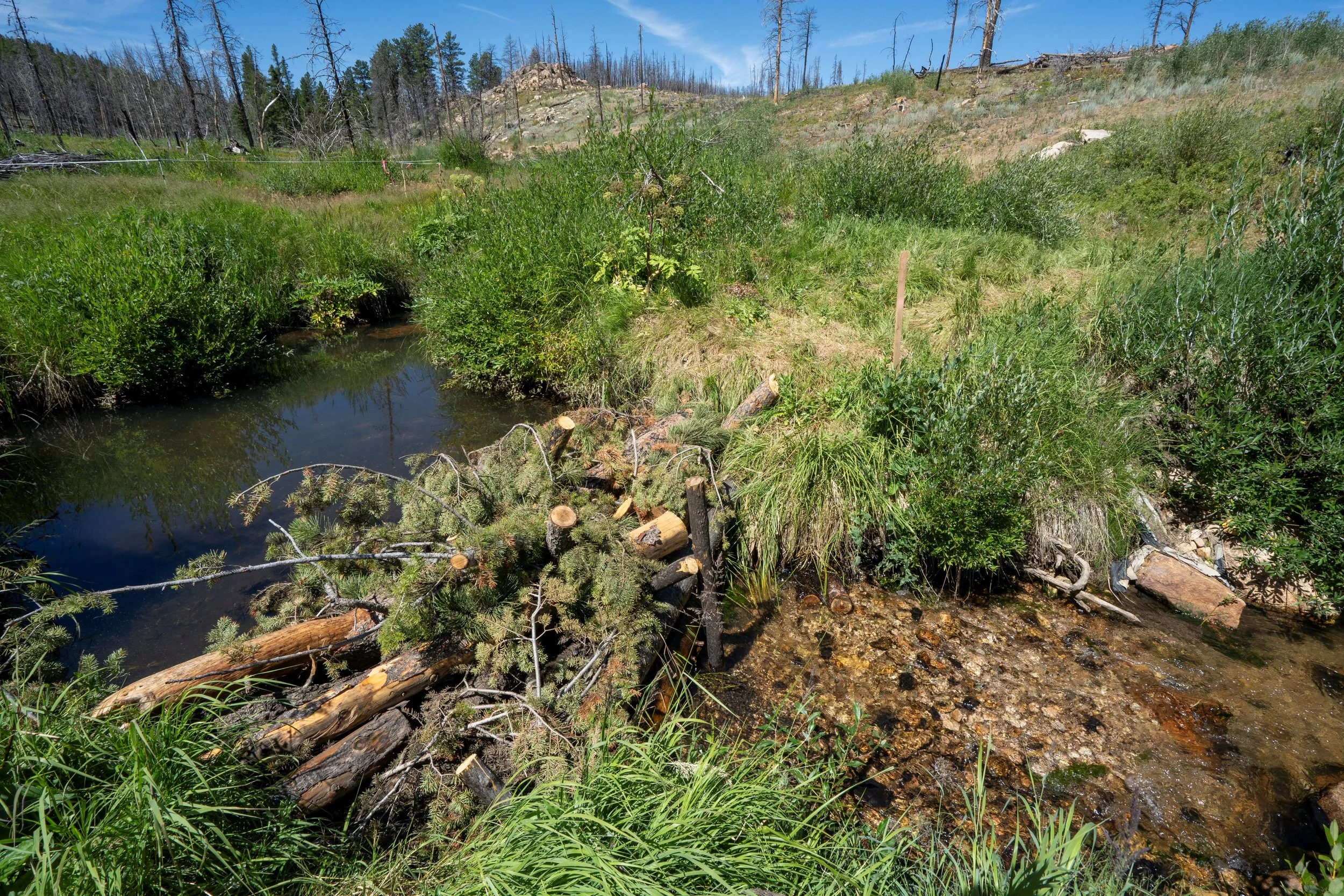 Lower-Elkhorn_250728_0029_FullRes_Evan-Barrientos.JPG