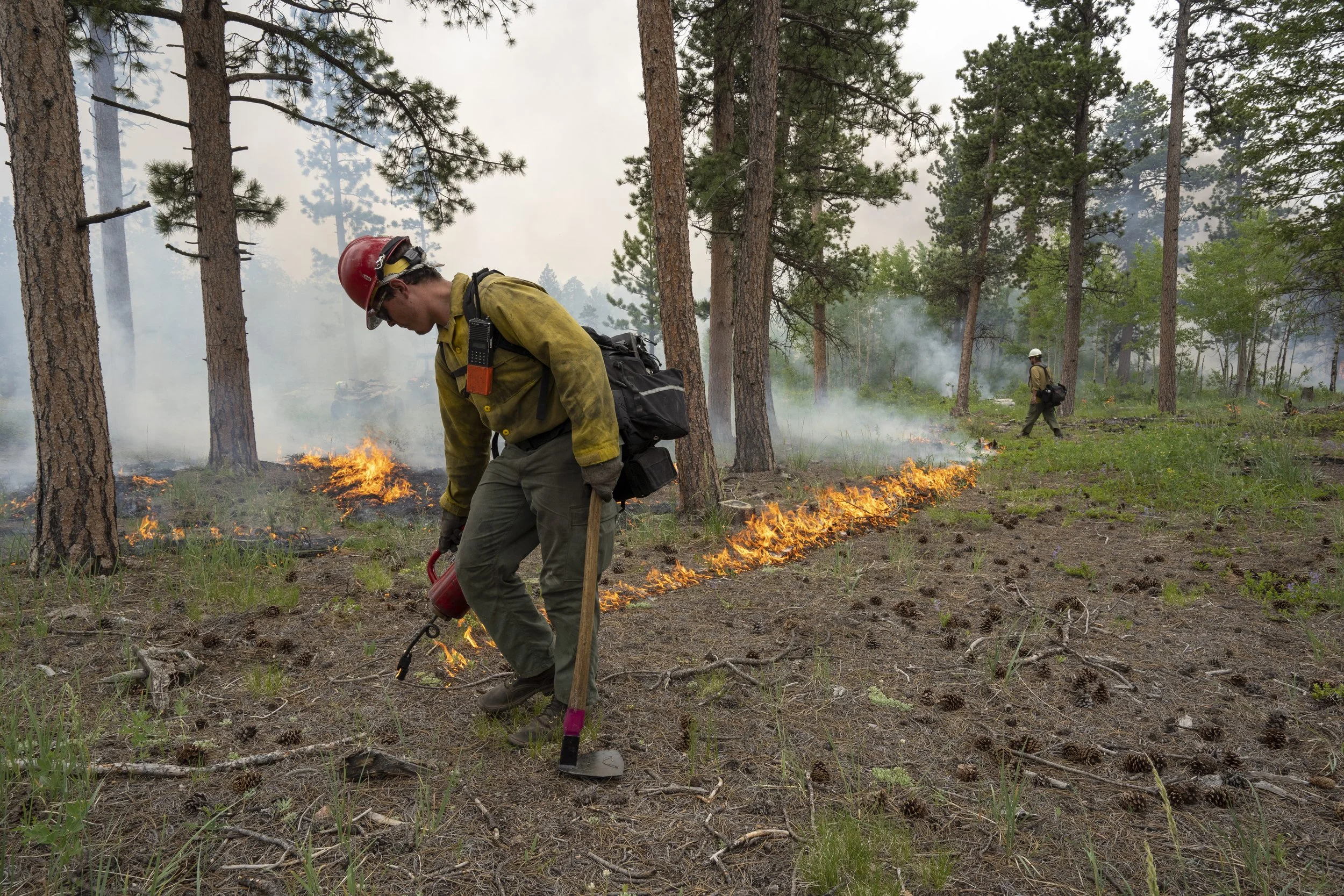 Roosevelt National Forest Plan Prescribed Burns in Canyon Lakes Ranger District