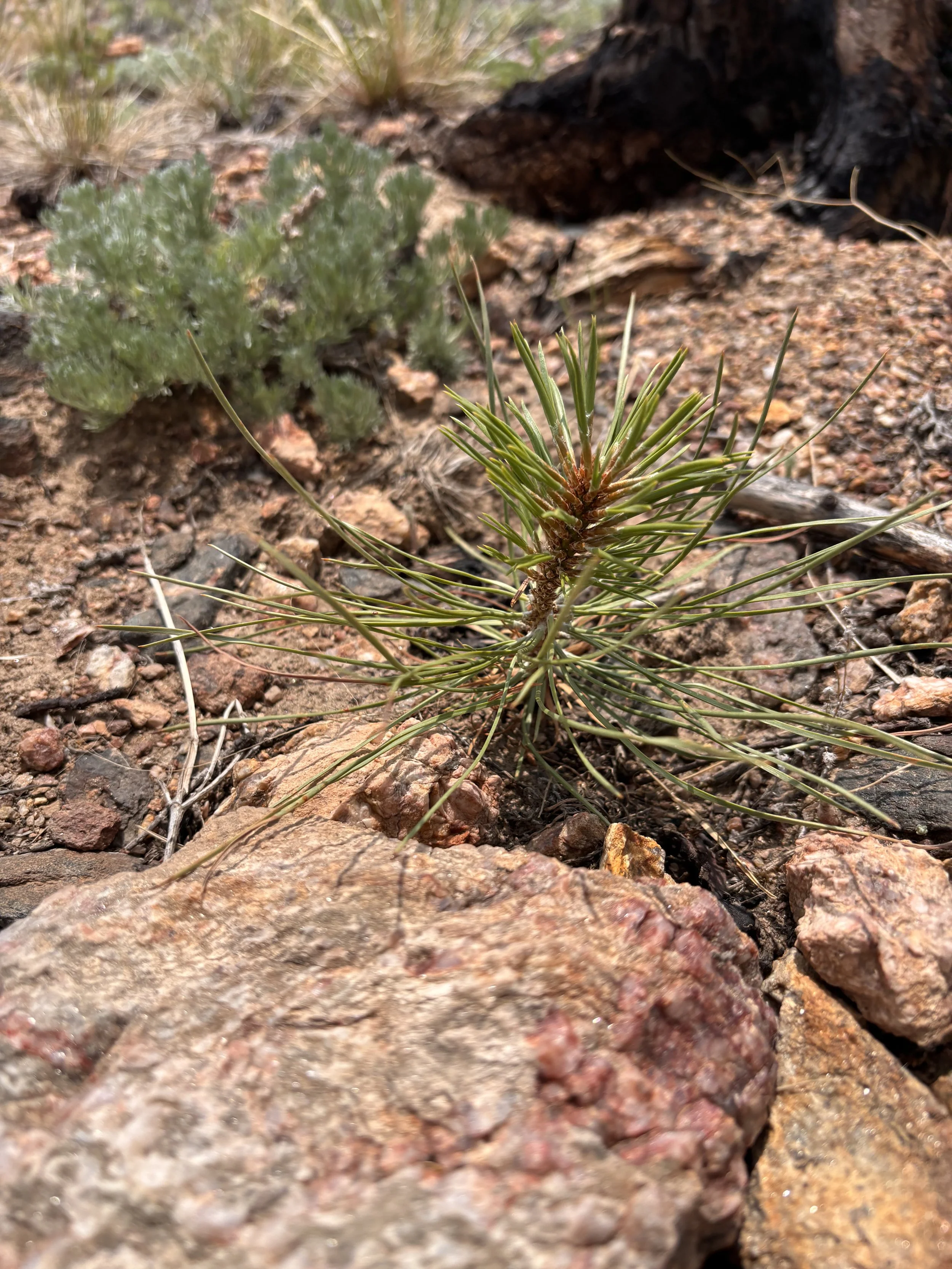 Volunteer Tree Planting
