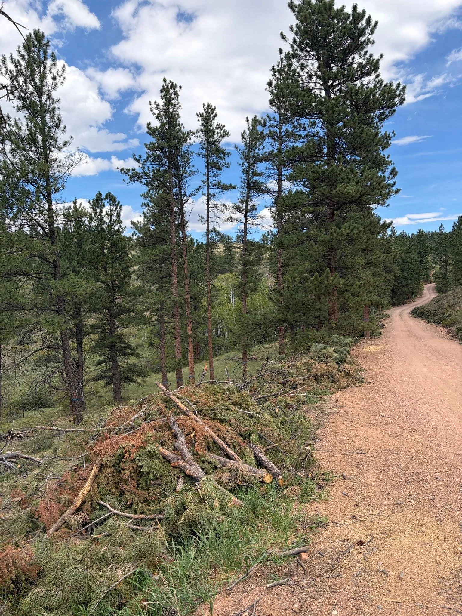 North Rim Road Fuelbreak Expansion Underway