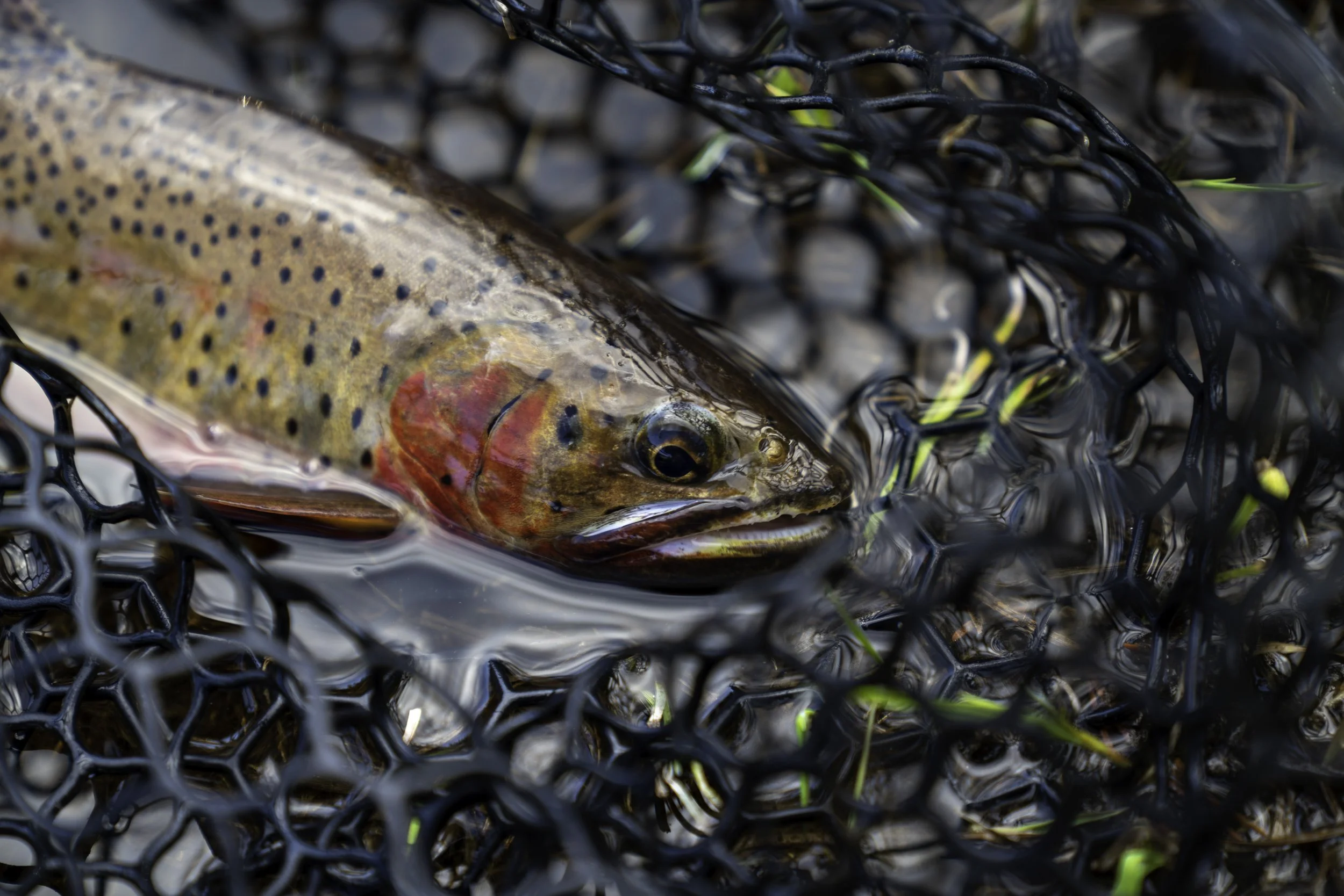 Films for Fish: A Conservation Film Event