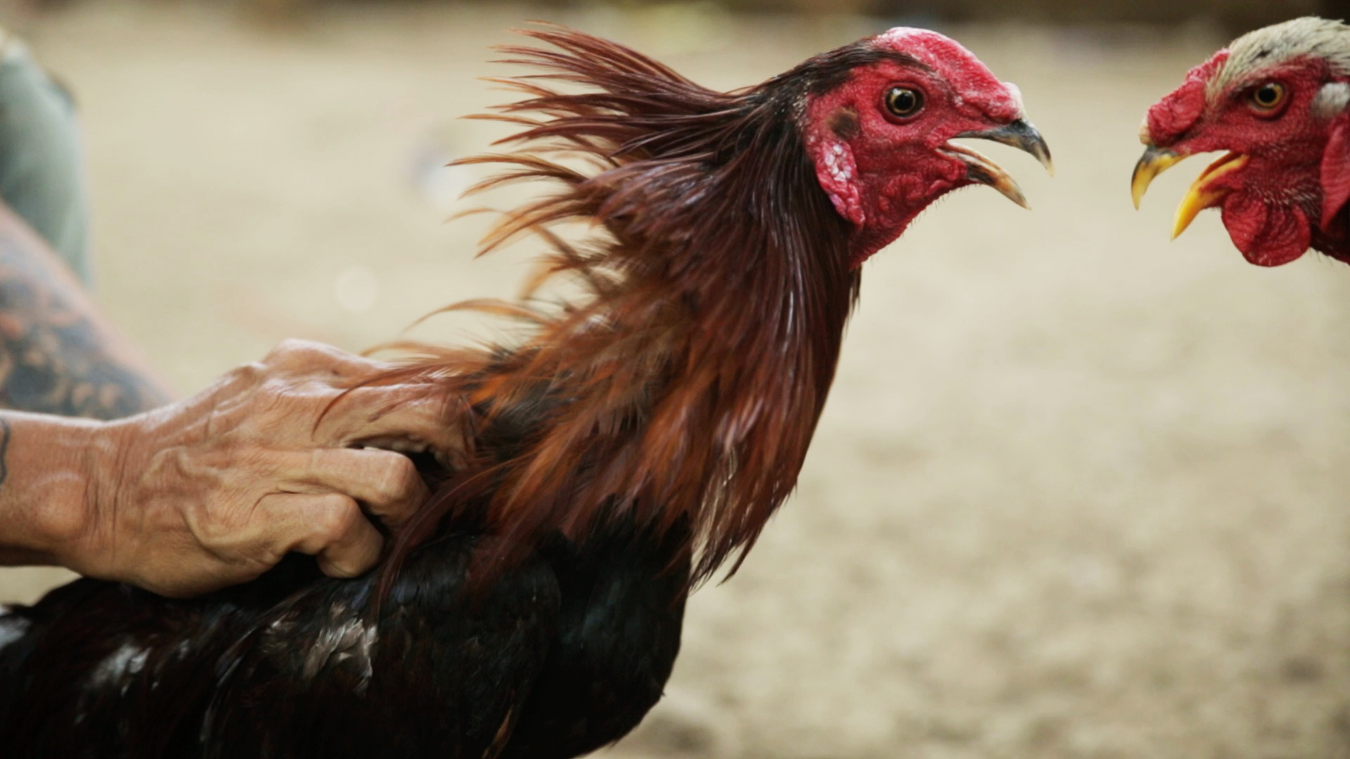 film gamecock.png