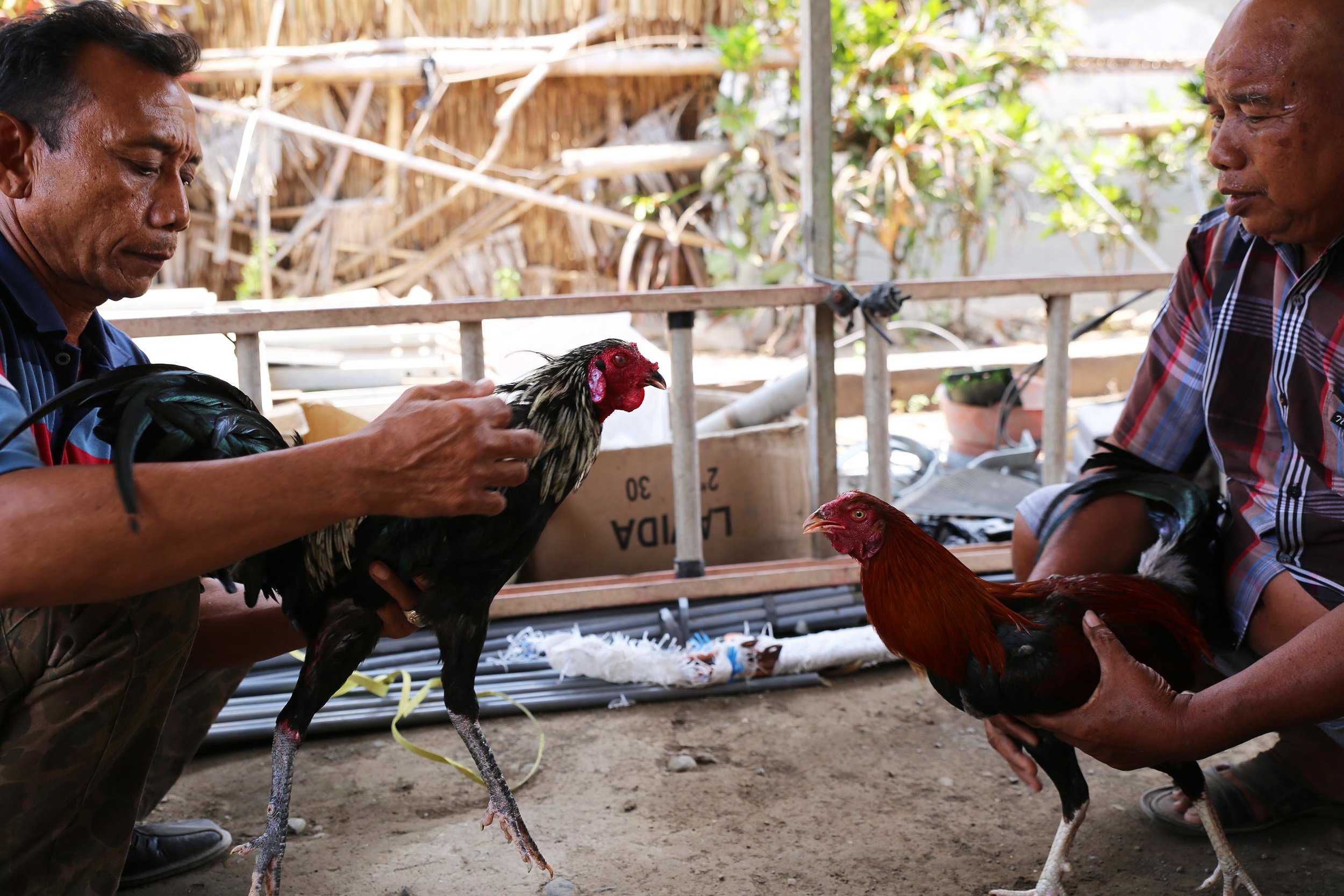 ngurah and other cockfighter.jpg