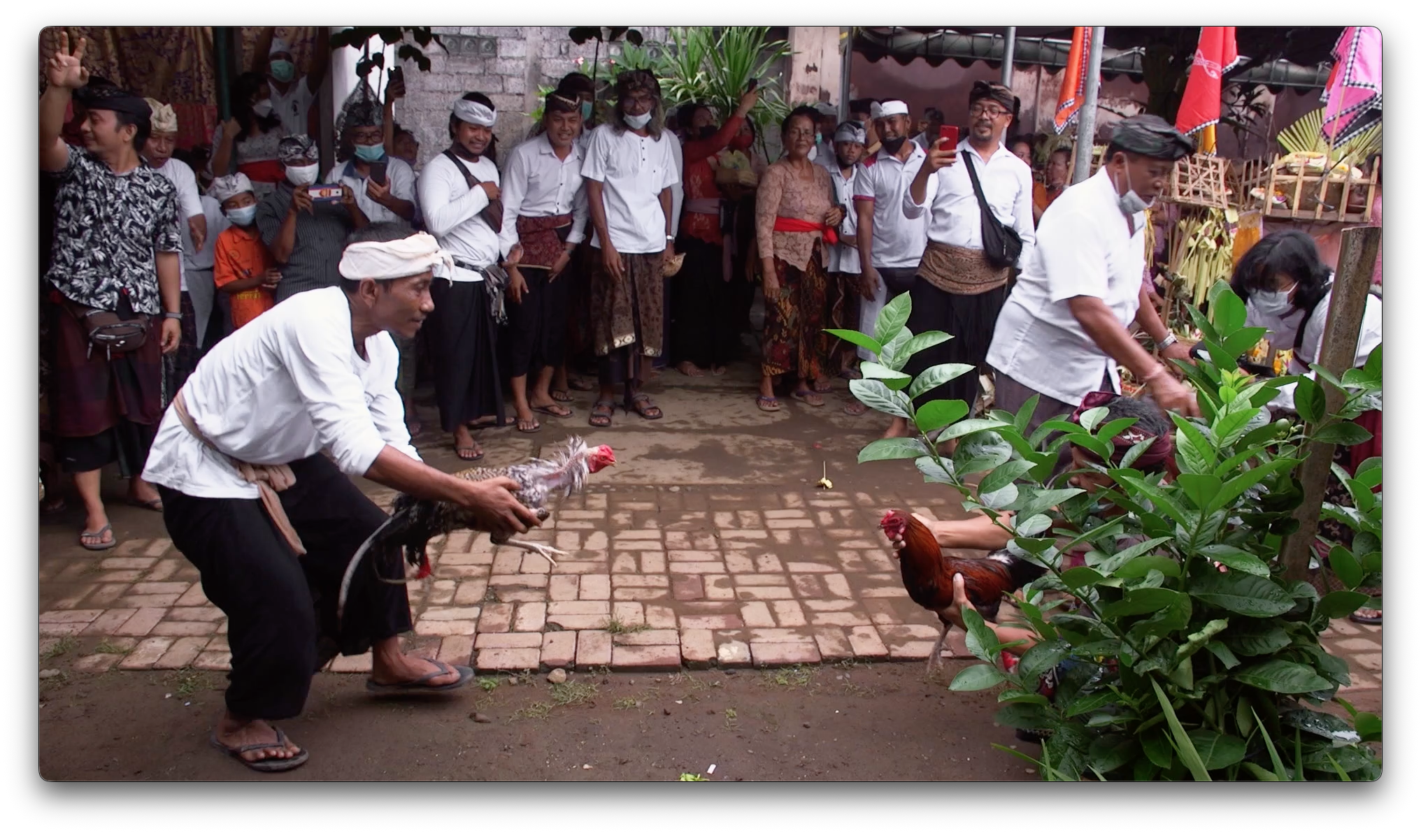 Ketut at cockfight.png