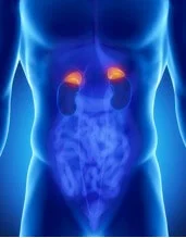 Adrenal-Gland.jpg