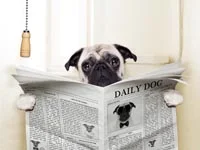 dog.jpg