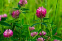 redclover.jpg