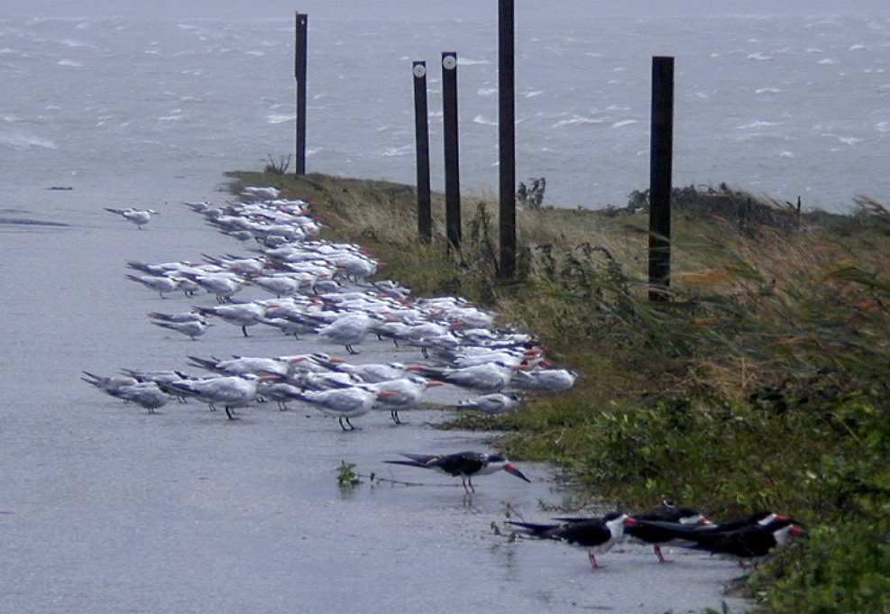  Nags Head, N.C., 8/31/99 -- Near the Oregon Inlet, the winds were reaching 50+ miles per hour, sustained, with gusts higher than that, as Hurricane Dennis moves closer to the shoreline after it's turn in direction. Even the birds weren't flying - th