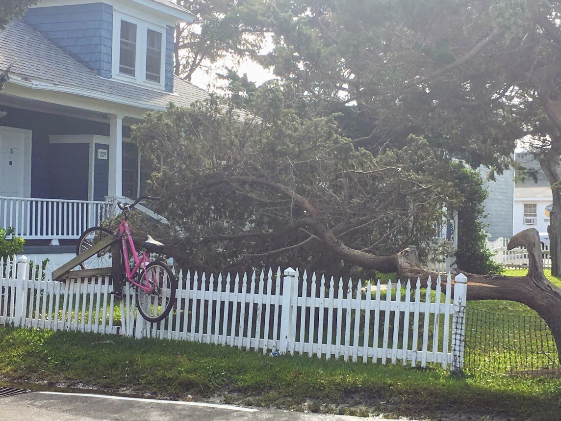 OC bike fence tree Art.JPG