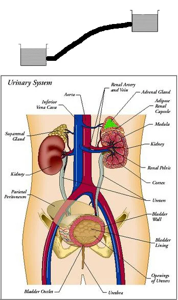 Urinary System: Illustration by Kopp Illustration, Inc