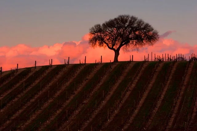 sunset_vineyard.jpeg