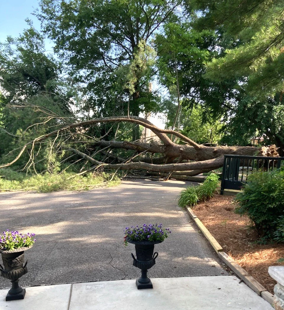 🏡✨ Since 1869, the Peterson Dumesnil House has been a beloved Crescent Hill landmark. But preserving this treasure isn&rsquo;t always easy&mdash;this year we&rsquo;ve faced fallen tree damage and costly repairs from a lightening strike. 

Your donat