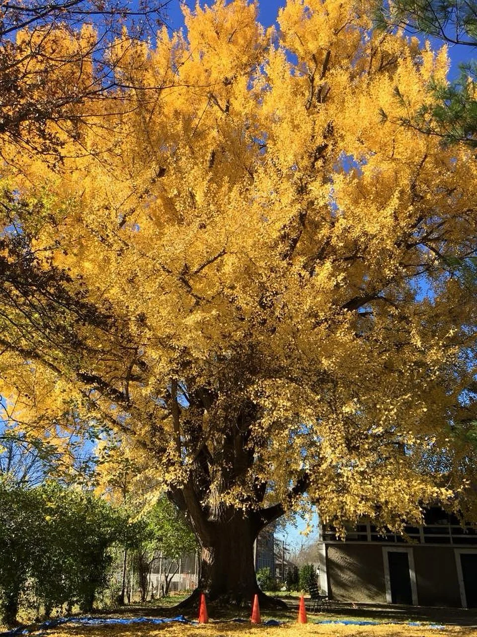 🍂 Guess the Ginkgo Drop! 🍂

It&rsquo;s time for our annual Ginkgo Tree Contest, where you can guess when you think the leaves from our historic tree will fall. Comment below with your guess! The winner will receive a set of PD House notecards featu