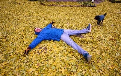 Enjoy these photos from yesterday while our Ginkgo Tree was loosing its thousands of golden yellow leaves! 🍂 

📸 John Nation 

#ginkgo #ginkgotree #crescenthill #historichome #louisvilleky