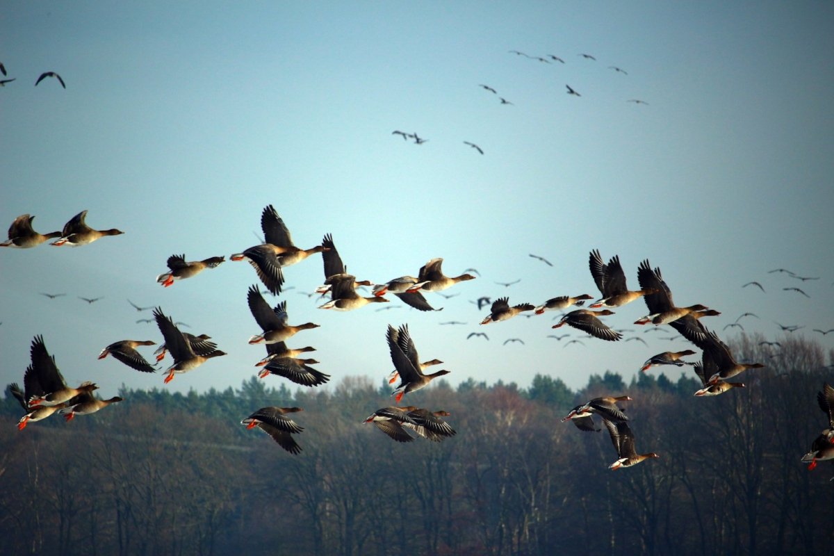 wild-geese-1149609 OPT.jpg