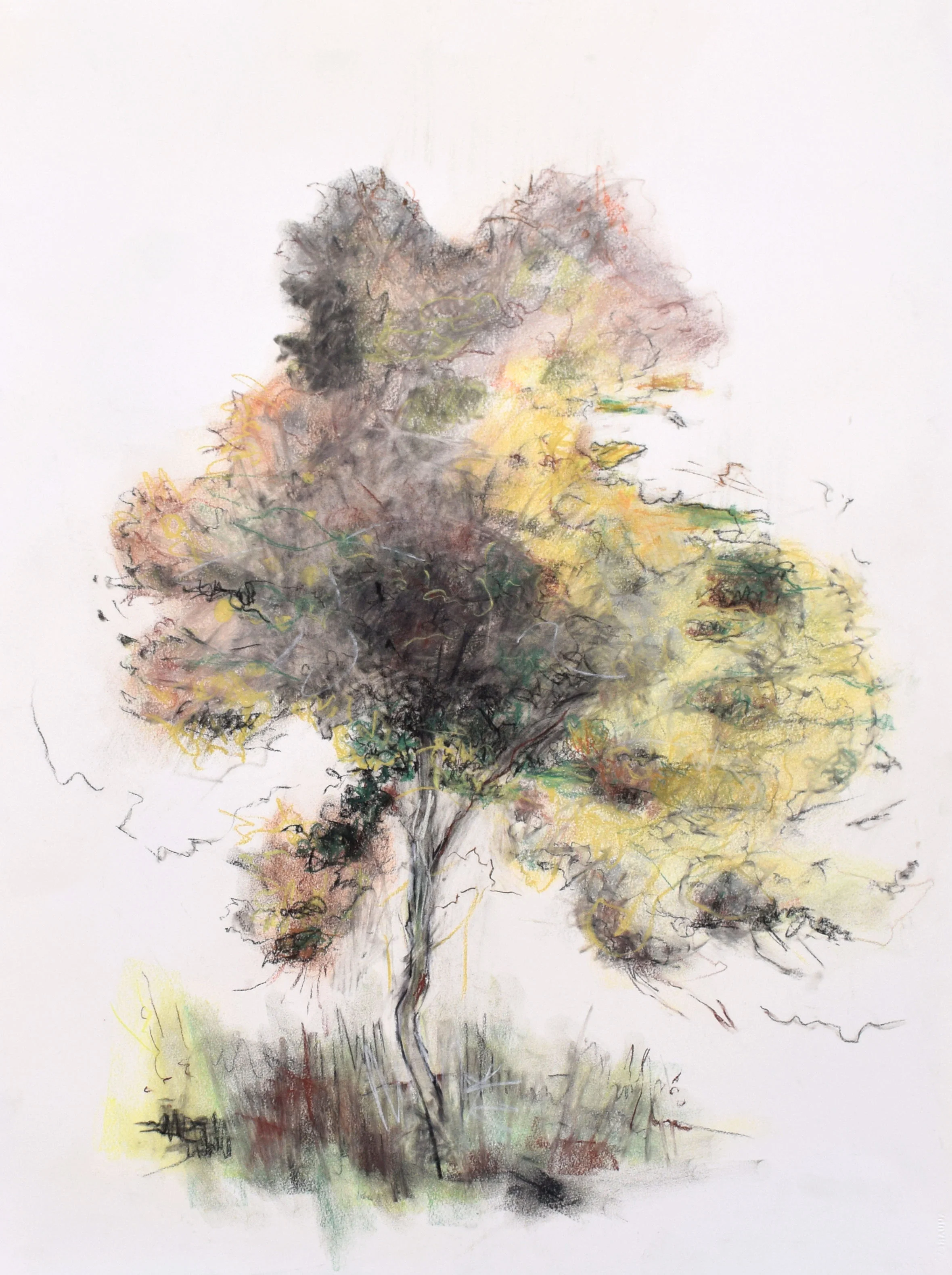 26" X 31" - Pastel - Timbavati Reserve South Africa