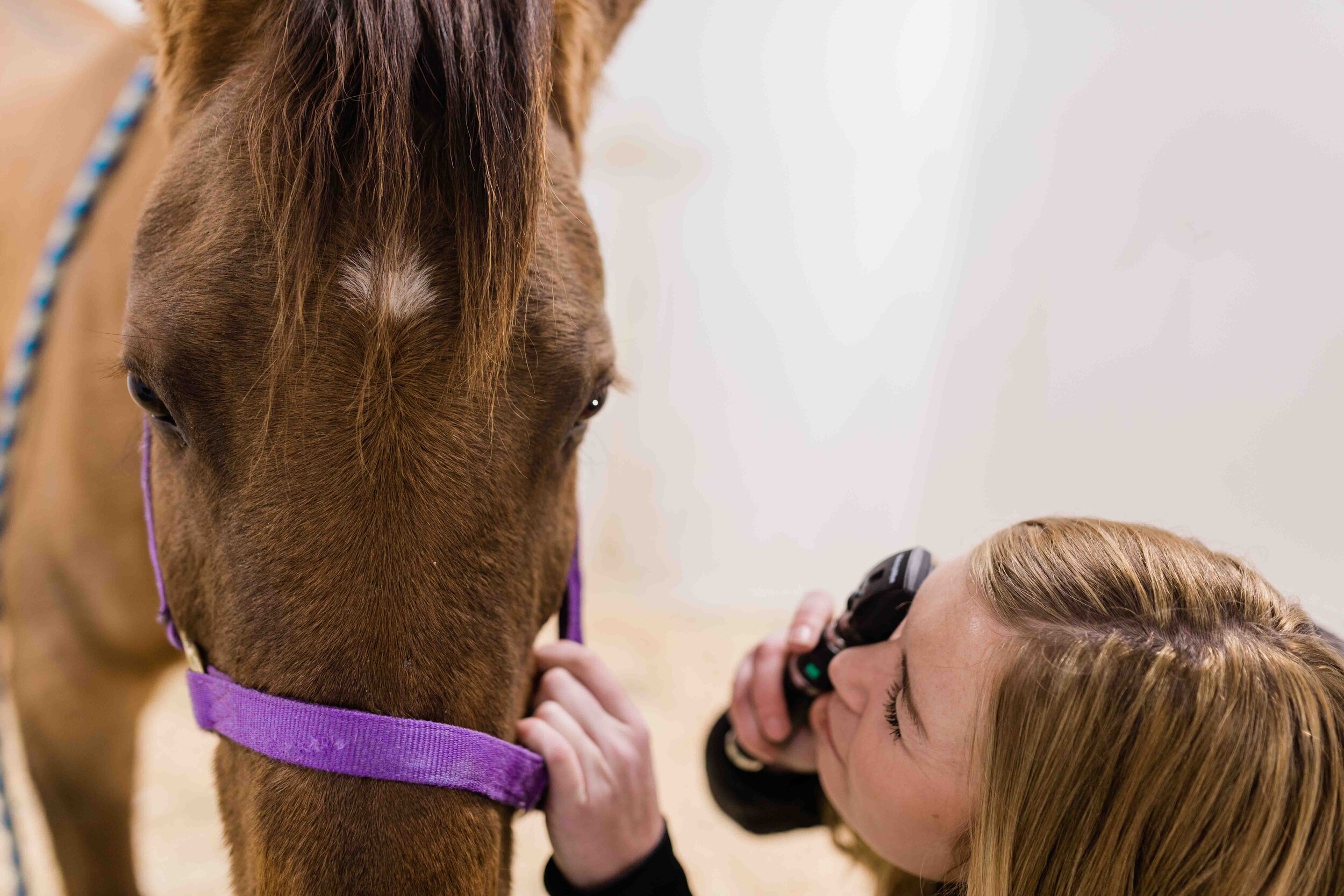 Ophthalmology — Westhills Equine Veterinary Services