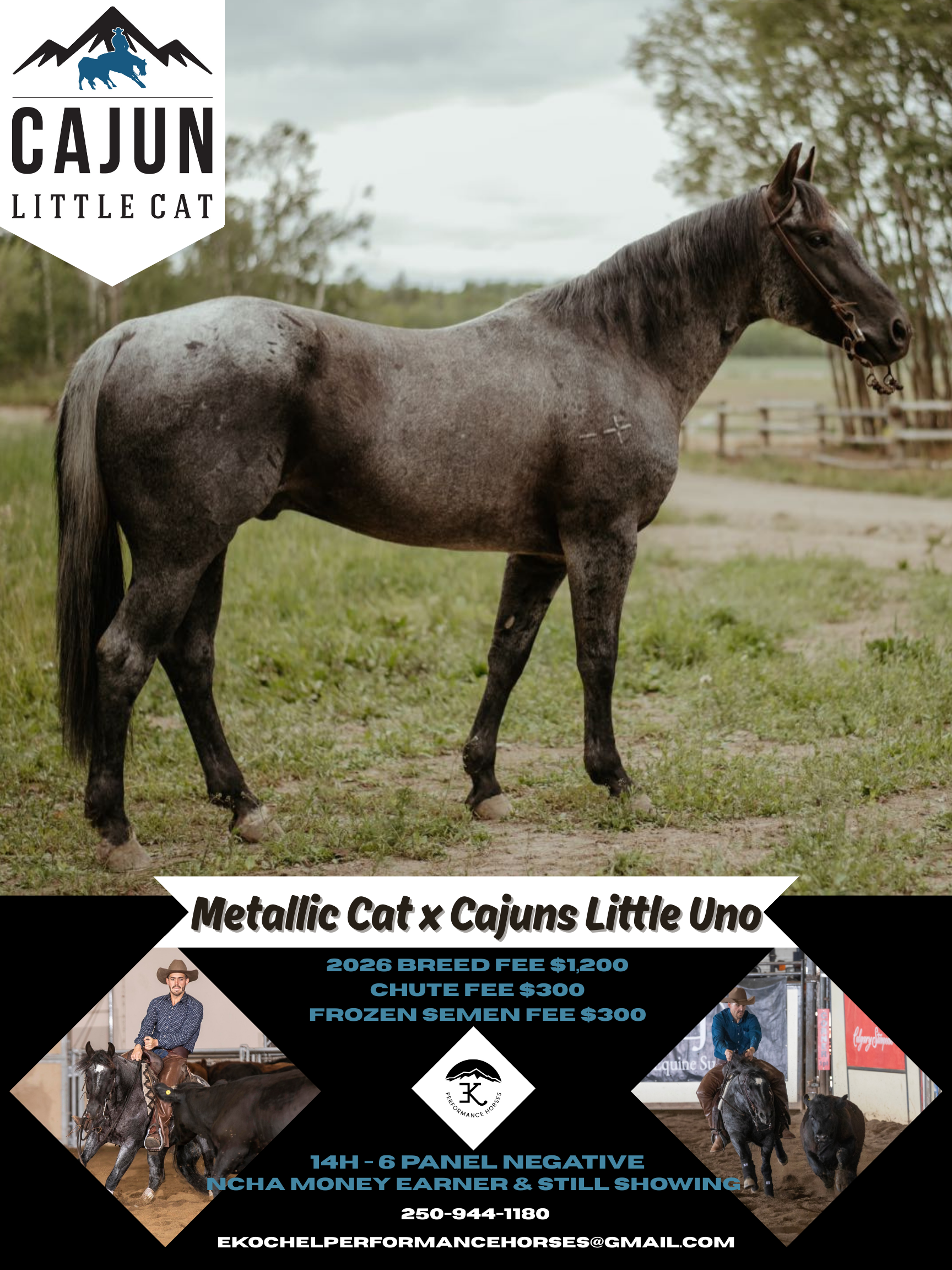 Cajun Little Cat.png