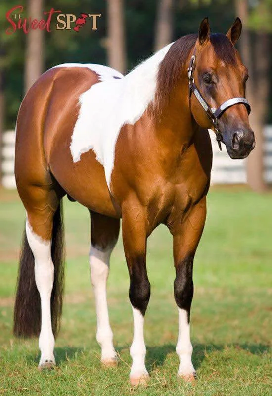 Image Upload 4 (1).png