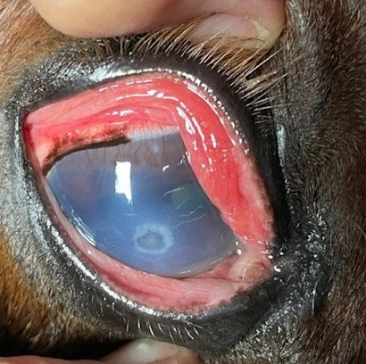 Image Credit: https://www.smartpakequine.com/learn-health/corneal-ulcers-in-horses?srsltid=AfmBOoos9XUPt-BdPyRSAJTPCe0rzdCbPzX4h-W2jPIzVGLhZTcdAvND