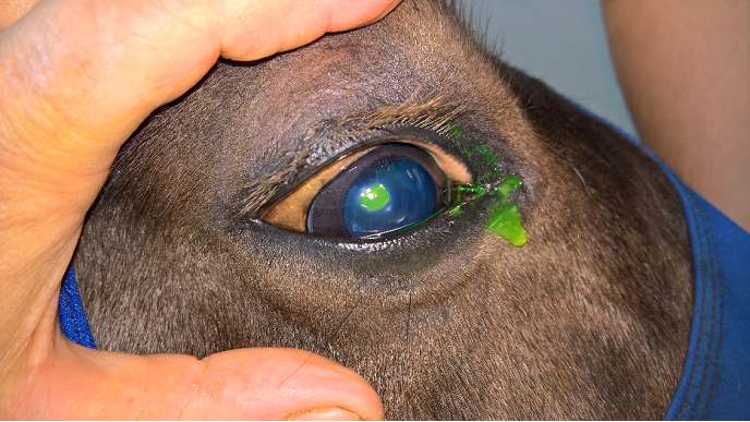 Image Credit: https://lamavt.com/corneal-ulceration/