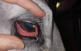 Image Credit: https://www.petsxl.com/us/article/conjunctivitis-it-can-affect-your-eyes/