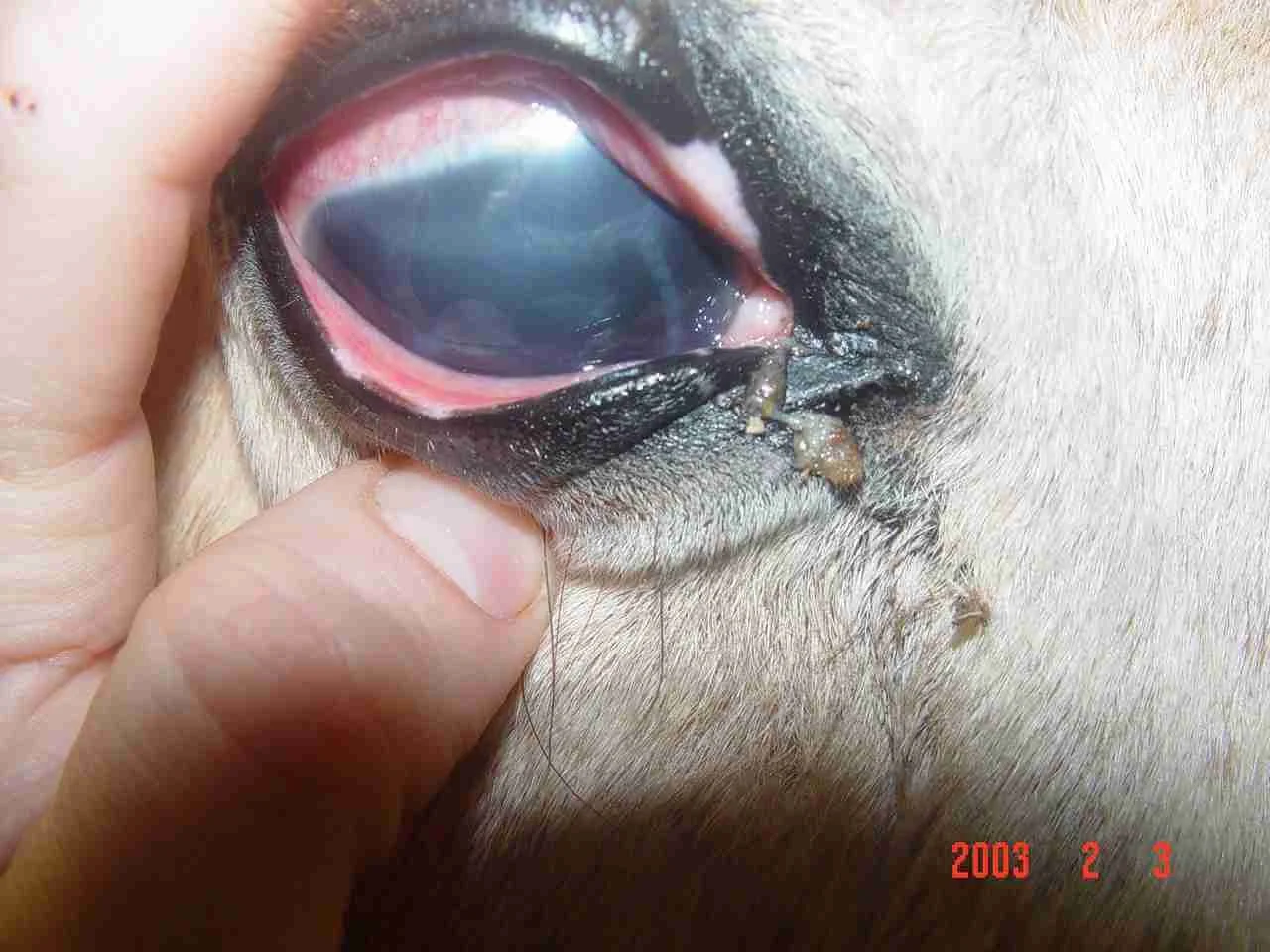Image Credit: https://nouvelleresearch.com/index.php/articles/235-common-eye-conditions-in-the-horse