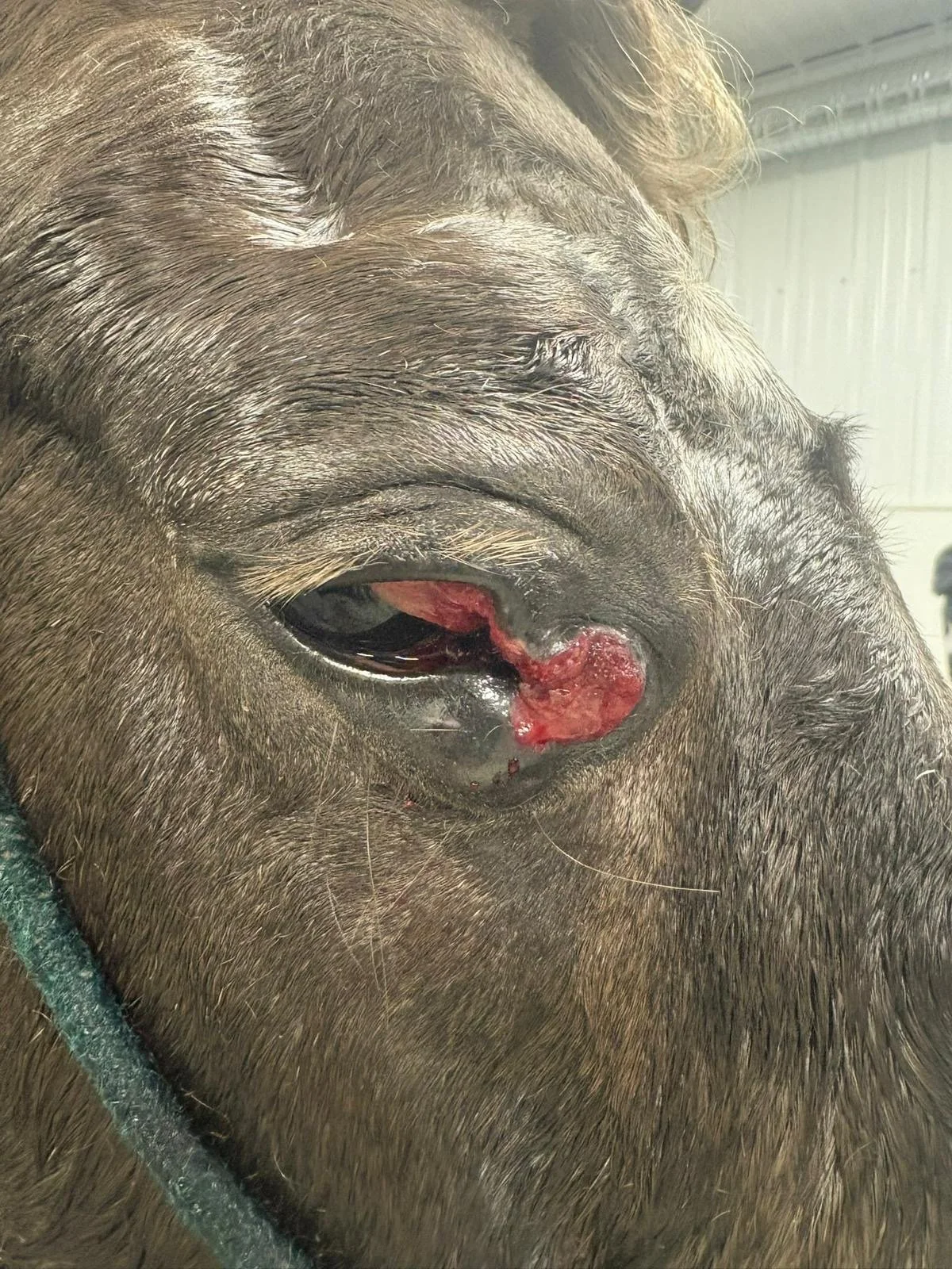 Image Credit: Westhills EVS