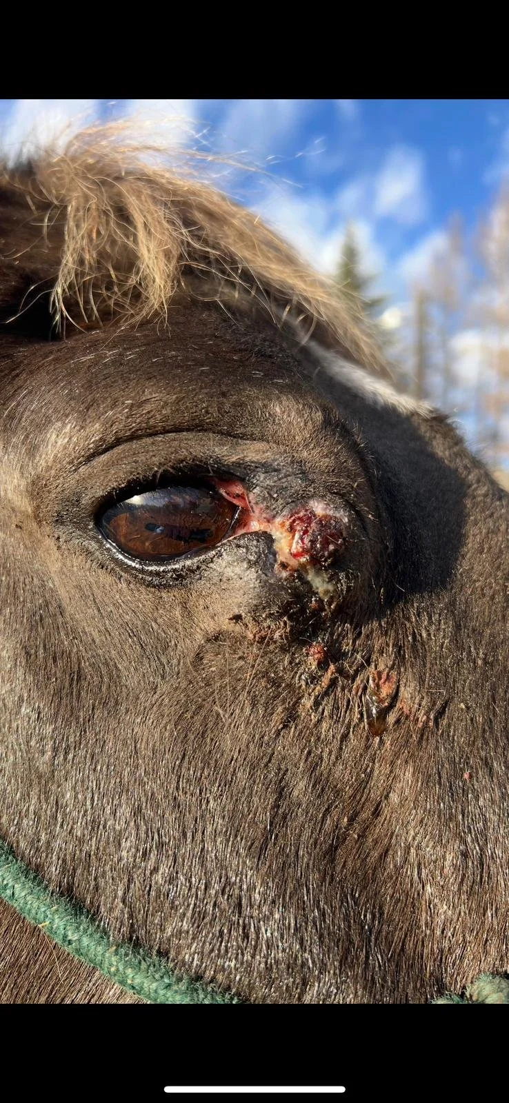 Image credit: Westhills EVS