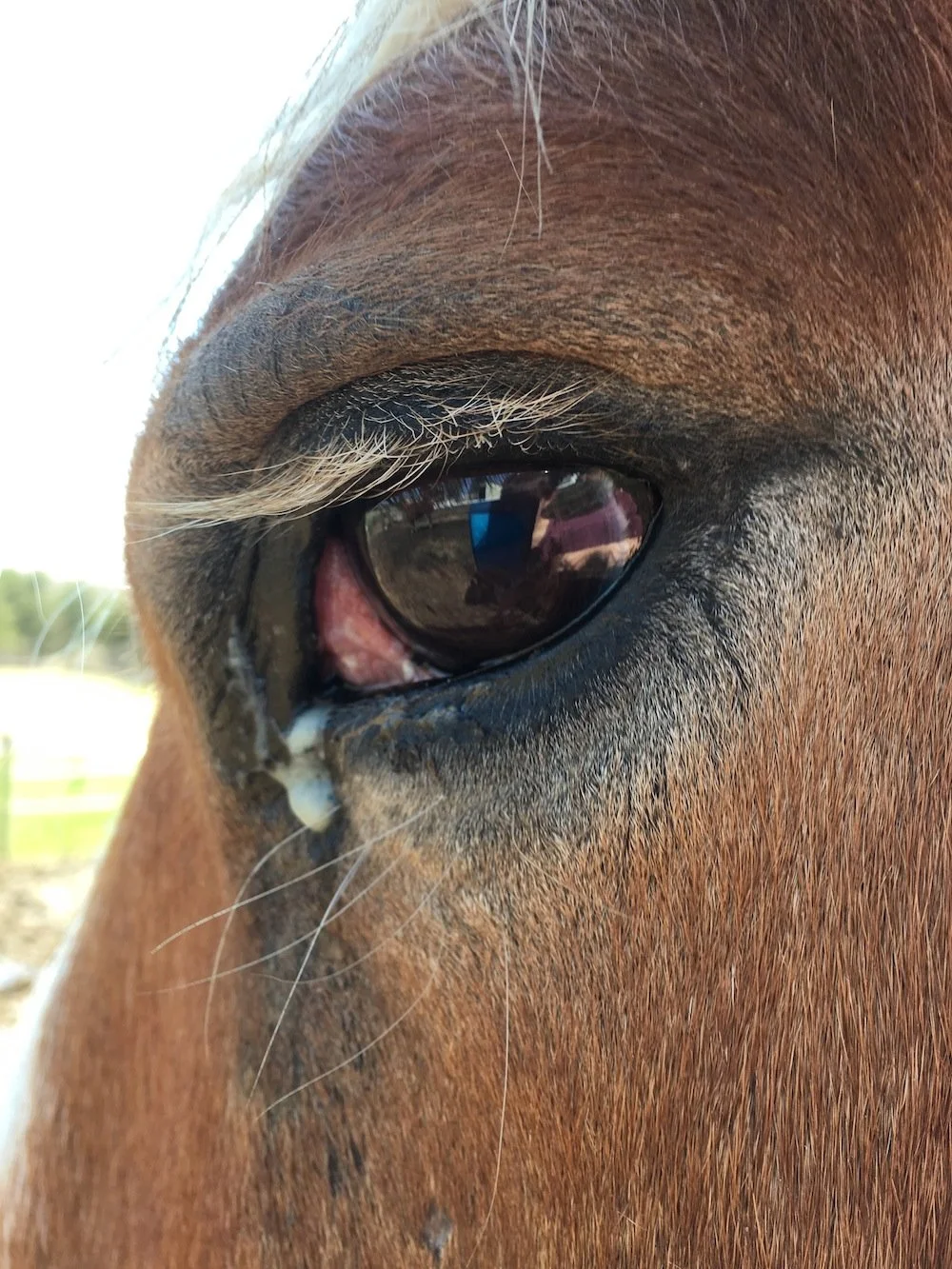 Image Credit: https://www.horsenation.com/2016/06/24/what-the-muck-is-that-squamous-cell-carcinoma/